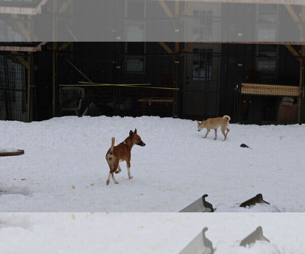Medium Photo #30 Saluki-Whippet Mix Puppy For Sale in Sebec, ME, USA