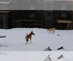 Small #29 Saluki-Whippet Mix