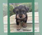 Puppy Puppy 1 Winston Yorkshire Terrier
