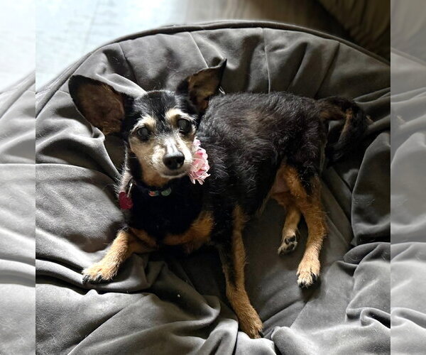 Medium Photo #16 Chihuahua-Unknown Mix Puppy For Sale in Fargo, ND, USA