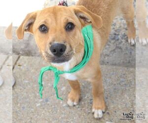 Labrador Retriever-Unknown Mix Dogs for adoption in Washington, DC, USA
