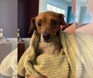 Chug Dogs for adoption in Holly Springs, NC, USA