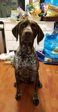 Medium Photo #1 German Shorthaired Pointer Puppy For Sale in HARMONY, PA, USA