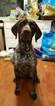 Small Photo #1 German Shorthaired Pointer Puppy For Sale in HARMONY, PA, USA