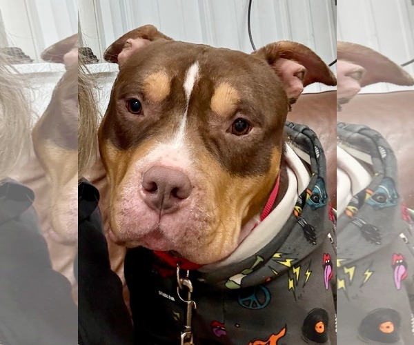 Medium Photo #1 American Pit Bull Terrier-American Staffordshire Terrier Mix Puppy For Sale in Lockport, NY, USA