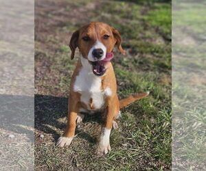 Australian Shepherd-Beagle Mix Dogs for adoption in Wakefield, RI, USA
