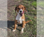 Small Australian Shepherd-Beagle Mix