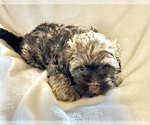 Small Photo #1 Havanese Puppy For Sale in ATHENS, GA, USA