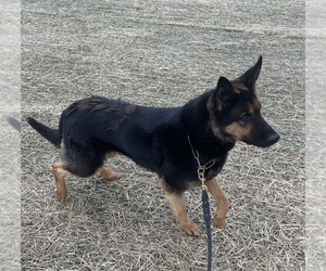 Mother of the German Shepherd Dog puppies born on 05/18/2025