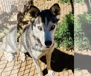 Siberian Husky Dogs for adoption in Cedar Crest, NM, USA
