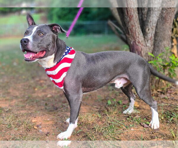 Medium Photo #20 American Pit Bull Terrier-American Staffordshire Terrier Mix Puppy For Sale in Caribou, ME, USA