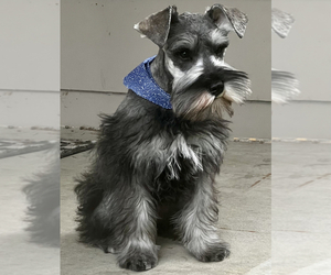 Father of the Schnauzer (Miniature) puppies born on 10/22/2024