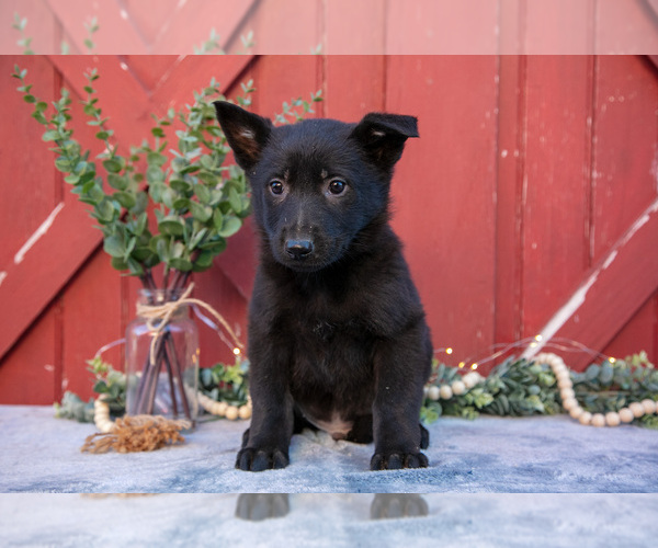 Medium Photo #15 German Shepherd Dog Puppy For Sale in GREENWICH, OH, USA