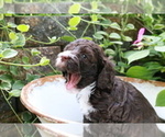 Small Photo #4 Cocker Spaniel-Poodle (Miniature) Mix Puppy For Sale in DUBARD, MS, USA