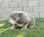 Small #7 English Bulldog