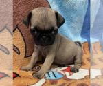 Small Photo #3 Pug Puppy For Sale in PETERSBURG, VA, USA