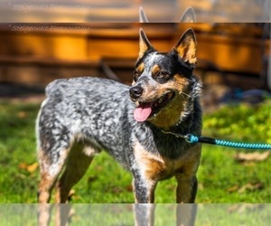 Father of the Australian Cattle Dog puppies born on 03/24/2022