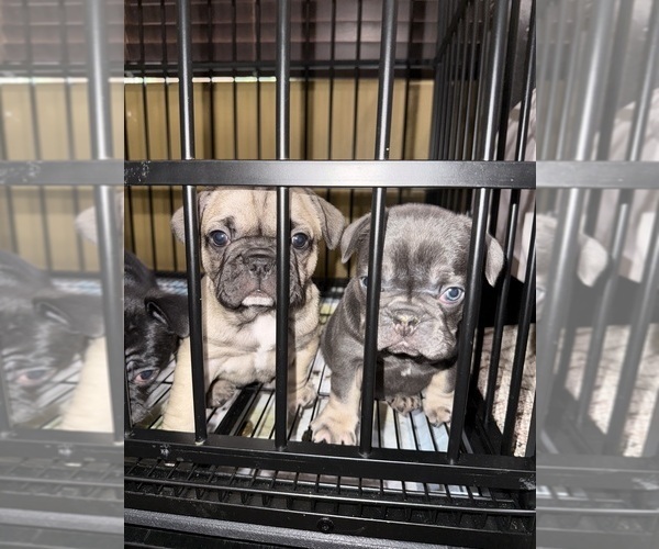 Medium Photo #4 French Bulldog Puppy For Sale in MISSION VIEJO, CA, USA