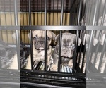 Small #3 French Bulldog