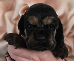 Puppy Puppy 3 Cocker Spaniel