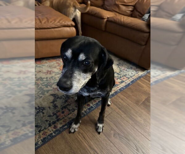 Medium Photo #1 Labbe Puppy For Sale in COLUMBIA, MD, USA