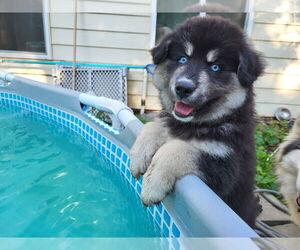Alaskan Malamute-Unknown Mix Dogs for adoption in Minneapolis, MN, USA