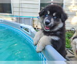Small Alaskan Malamute Mix