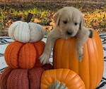 Puppy Wren Golden Retriever