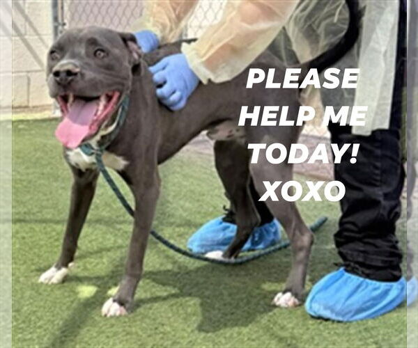 Medium Photo #6 Great Dane-Staffordshire Bull Terrier Mix Puppy For Sale in Chandler, AZ, USA