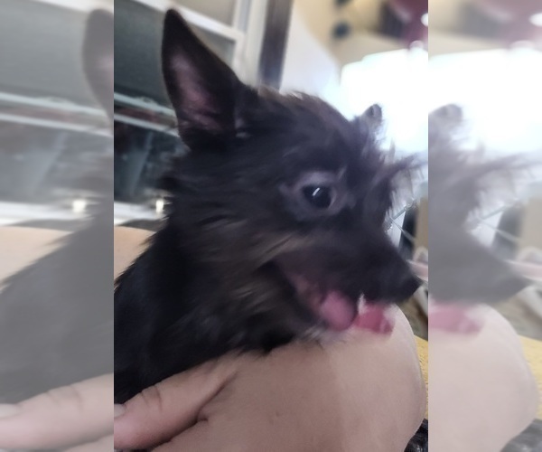 Medium Photo #5 Yorkshire Terrier Puppy For Sale in AKRON, OH, USA