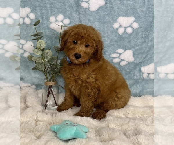 Medium Photo #5 Goldendoodle mix (+ Poodle Miniature) Puppy For Sale in NOBLESVILLE, IN, USA