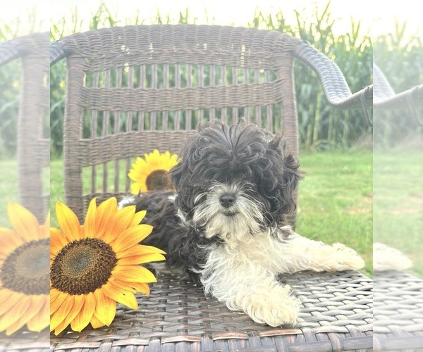 Medium Photo #6 Cavapoo (Toy) Puppy For Sale in WEST SALEM, OH, USA