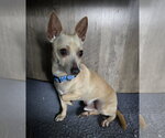 Small #2 Chihuahua Mix