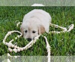 Small Photo #19 Golden Retriever Puppy For Sale in RICHMOND, TX, USA