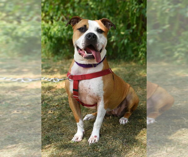 Medium Photo #1 American Staffordshire Terrier Puppy For Sale in Lawrenceville, NJ, USA