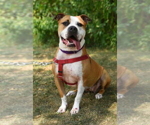 American Staffordshire Terrier Dogs for adoption in Lawrenceville, NJ, USA