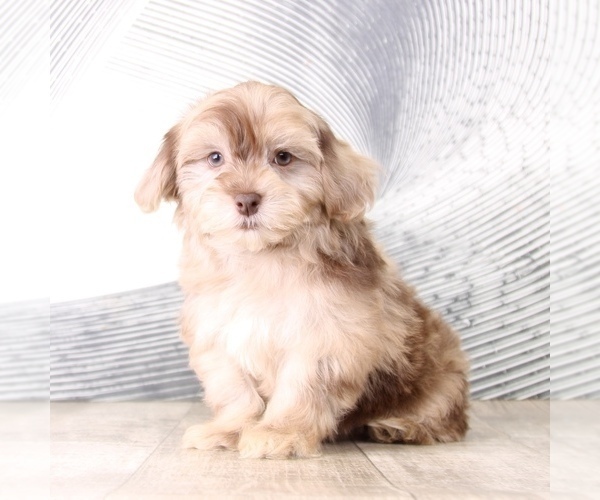Medium Photo #3 Poovanese Puppy For Sale in MOUNT VERNON, OH, USA