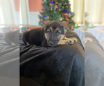 Small Photo #5 German Shepherd Dog Puppy For Sale in RISING SUN, IN, USA