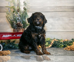 Small Photo #16 Goldendoodle (Miniature) Puppy For Sale in MIDDLEBURY, IN, USA