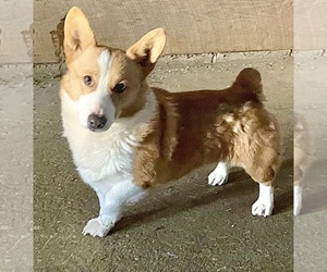 Father of the Pembroke Welsh Corgi puppies born on 01/26/2021