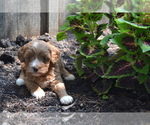 Small #1 Cavapoo-Poodle (Toy) Mix