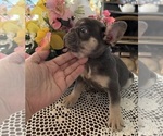 Small Photo #6 French Bulldog Puppy For Sale in VACAVILLE, CA, USA