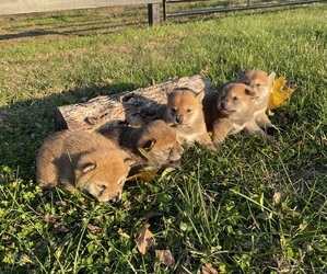 Shiba Inu Litter for sale in SCHUYLKILL HAVEN, PA, USA