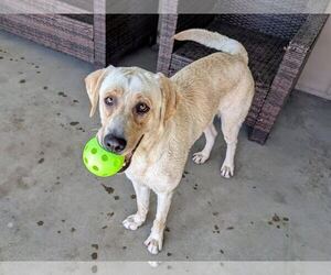 Labrador Retriever Dogs for adoption in Clovis, CA, USA