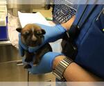 Small Mutt
