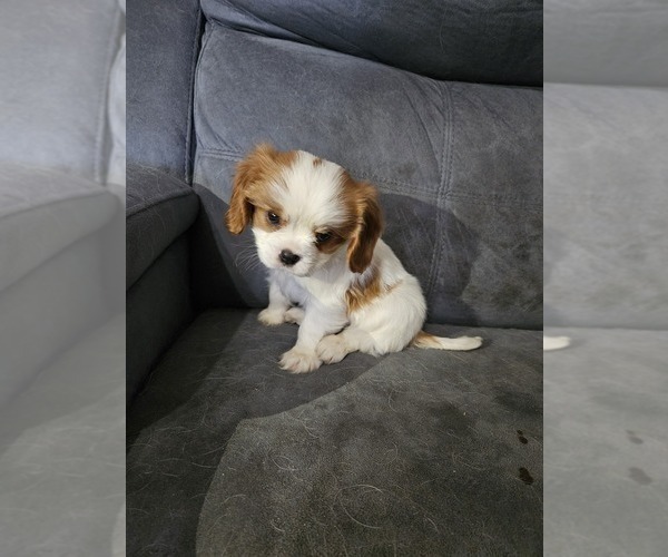 Medium Photo #4 Cavalier King Charles Spaniel Puppy For Sale in SAINT PETERSBURG, FL, USA