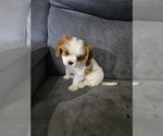 Small Photo #4 Cavalier King Charles Spaniel Puppy For Sale in SAINT PETERSBURG, FL, USA
