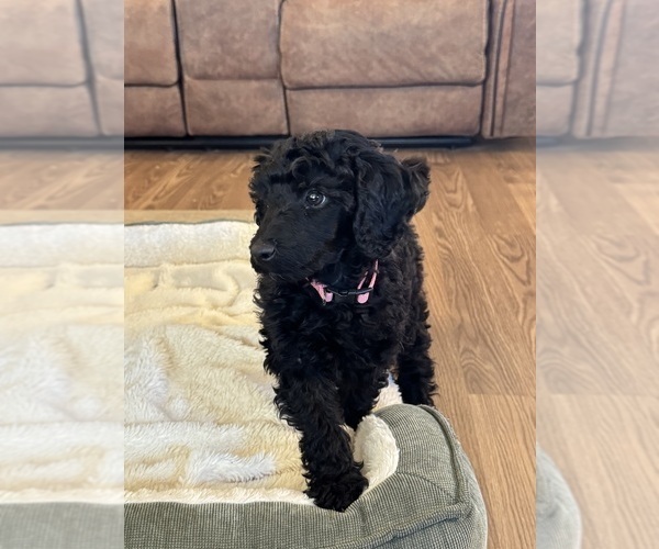 Medium Photo #1 Poodle (Miniature) Puppy For Sale in DEARY, ID, USA