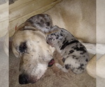 Small Photo #43 Great Dane Puppy For Sale in PIERSON, MI, USA