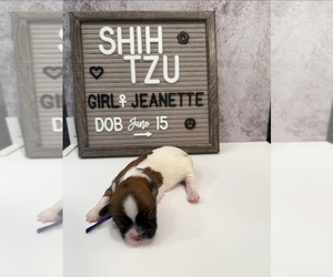 Medium Shih Tzu